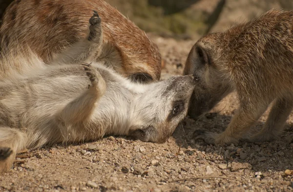 Suricate —  Fotos de Stock