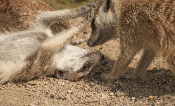 Suricate — Stock fotografie