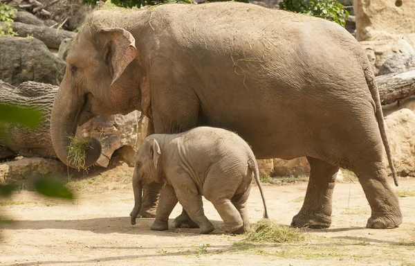 Jonge Aziatische olifant. — Stockfoto