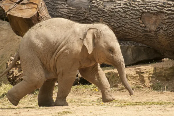 Молодой азиатский слон . — стоковое фото