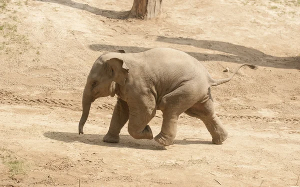 Giovane elefante asiatico . — Foto Stock