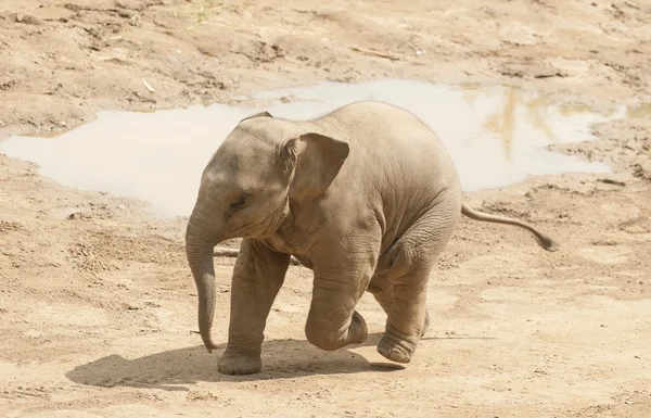 Jovem elefante asiático . — Fotografia de Stock