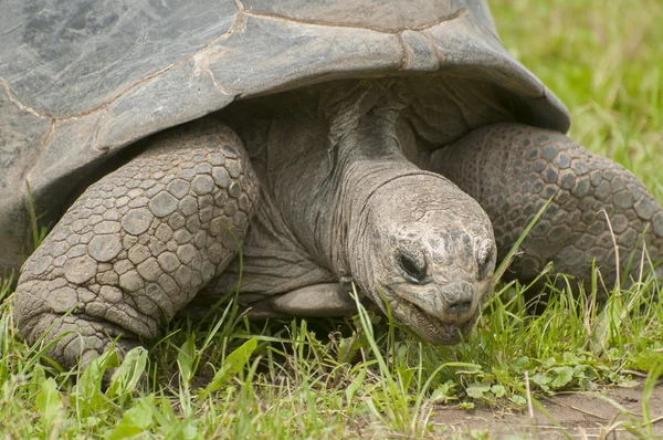 Aldabra-Riesenschildkröte. — Stockfoto