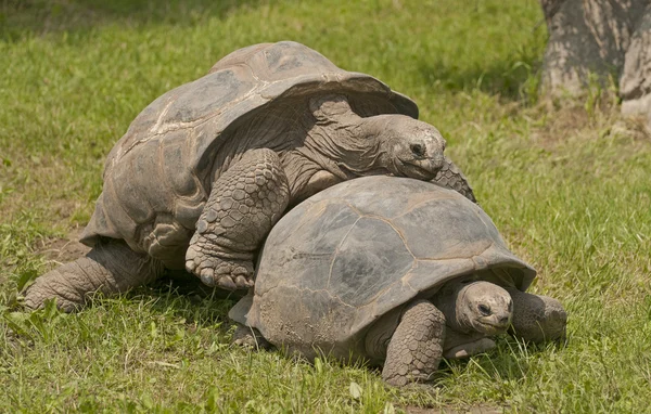 Aldabra dev kaplumbağası.. — Stok fotoğraf