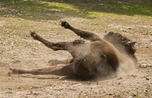 Bisonte europeo. — Foto Stock