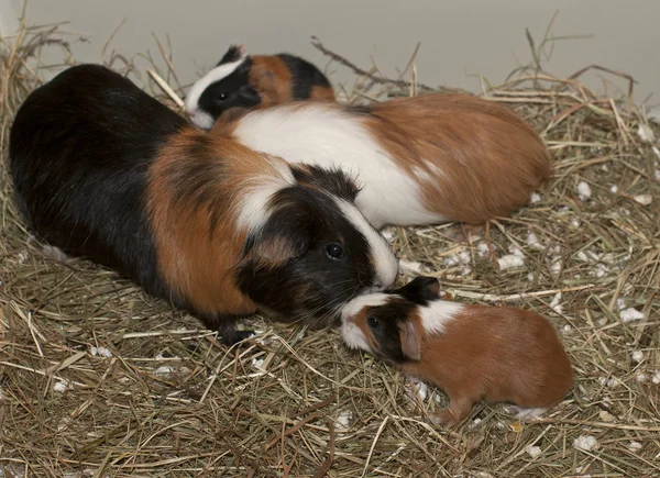 Yenidoğan guinea Pig