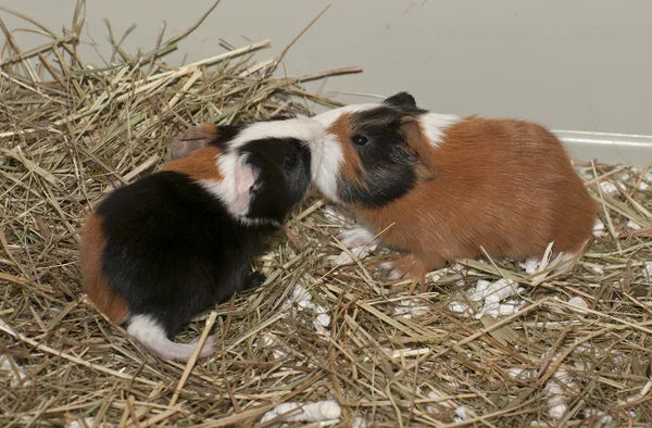 Recién nacidos de cerdo de Guinea — Foto de Stock