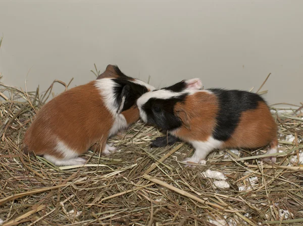 Yenidoğan guinea Pig