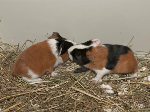 Newborns Of Guinea Pig — Stock Photo, Image