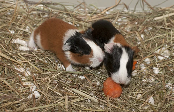 Newborns Of Guinea Pig — Stock Photo, Image