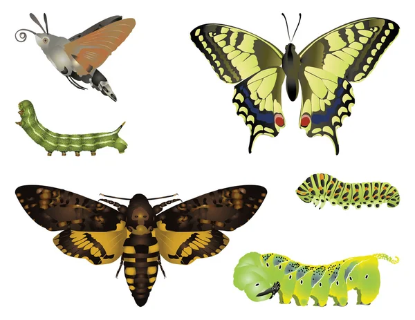 Amazing insects — Stock Photo, Image