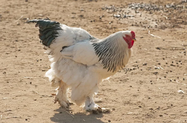 Leichter Brahma-Schwanz — Stockfoto