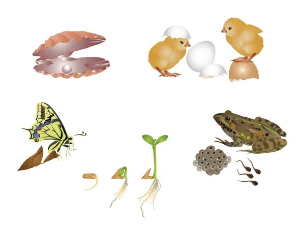 Harika doğa set - yeni hayat