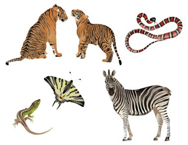 Amazing nature set - dressed in stripes clipart