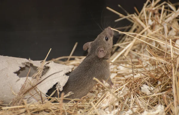 Домашняя мышь — стоковое фото