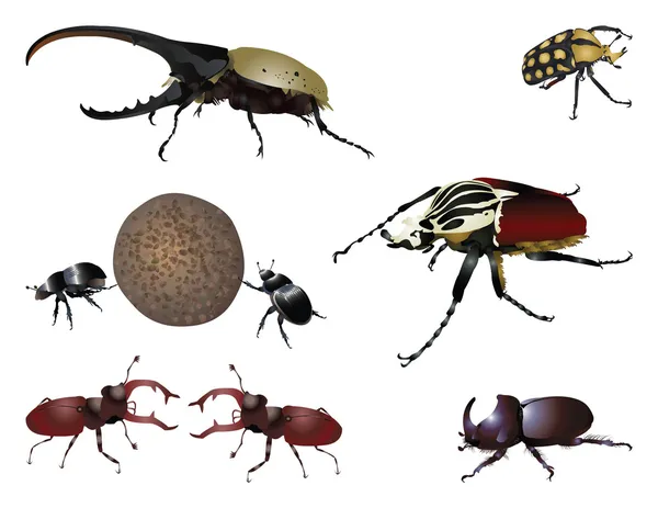 Дивовижні жуків — стокове фото