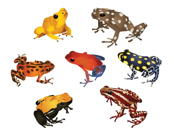 Amazing frogs — Stock Photo, Image