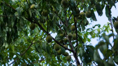 Olgunlaşmamış şeftaliler, genç bir şeftali ağacında