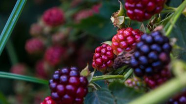 Blackberry 'ler olgunlaşmaya başladı.