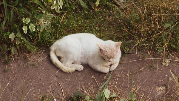 街上的猫睡在小径上 — 图库照片