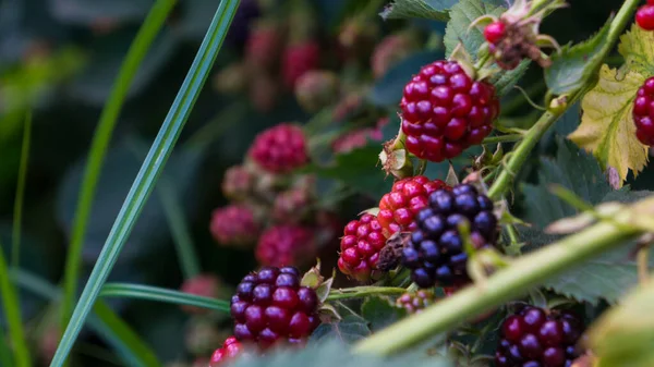 Blackberry 'ler olgunlaşmaya başladı.