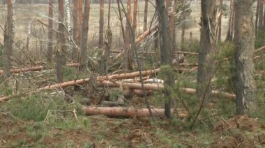 Damaged forest after Russian bomb explosion