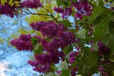 Parkta çiçek açan leylak dalı