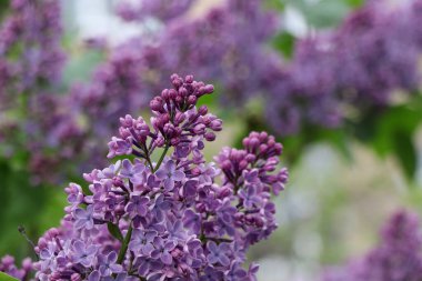 Baharda çiçek açan leylaklar.