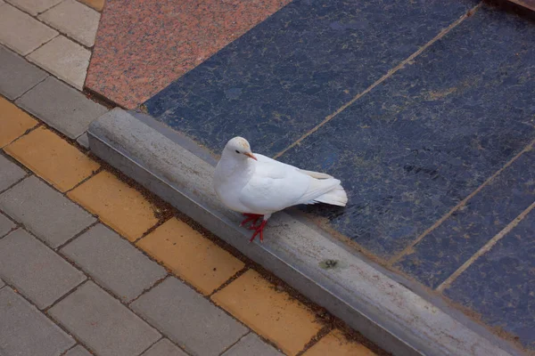 White Dove Paving Stones Park — Stock Photo, Image