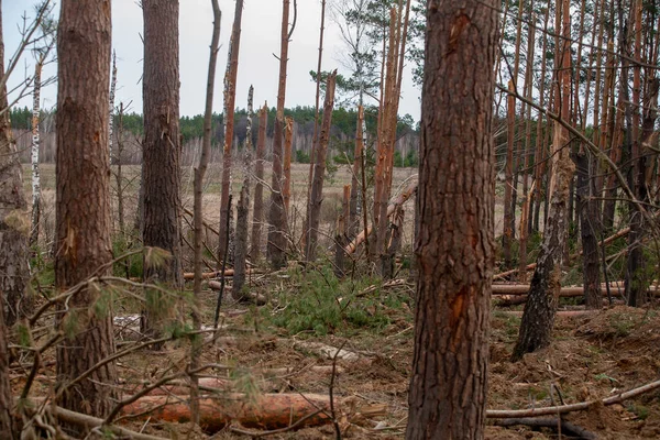 Broken Treetops Bomb Explosion — Stock Fotó