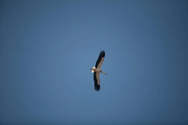 Leylek mavi gökyüzünde süzülür