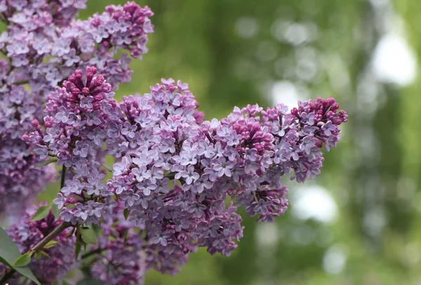 Weelderige Bos Bloeiende Seringen Het Voorjaar — Stockfoto