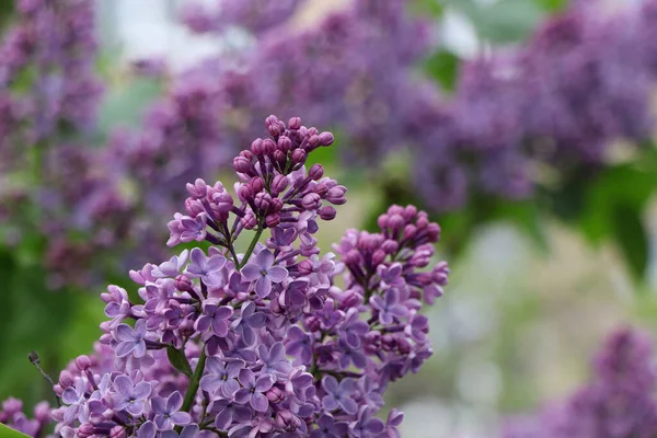 Baharda çiçek açan leylaklar.