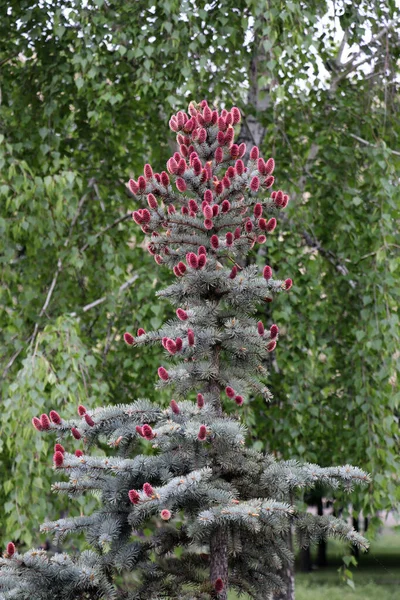 Baharda ormanda açan mavi ladin konileri.