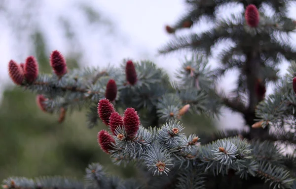 Blühende Blaufichten Frühling Wald — Stockfoto