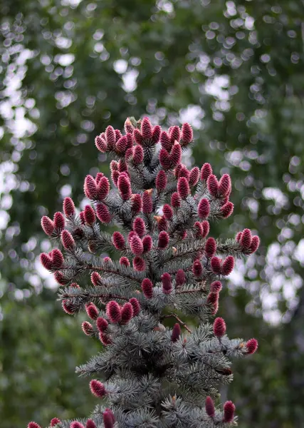 Baharda ormanda açan mavi ladin konileri.