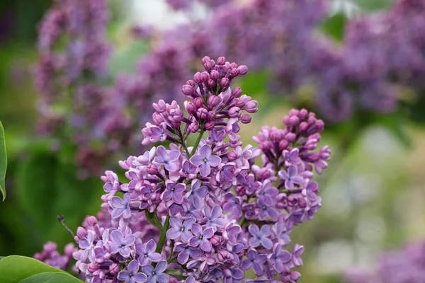 Lush Bunch Blooming Lilacs Spring Stock Picture