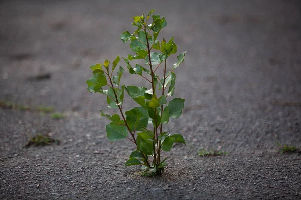 Ağaç asfaltta büyür.