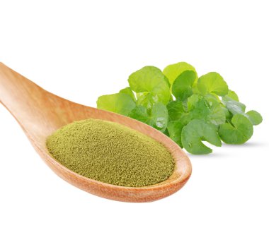 gotu kola, Asyalı pennywort, centella asiatica, ahşap kaşıkta ayurveda bitkisel ilaç 