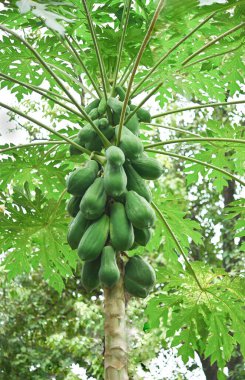 Papaya ağacı ve tropikal bahçede yeşil papaya .