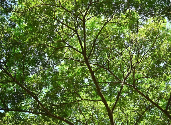 Zielone Drzewo Pozostawić Białym Ogrodzie Czyste Niebo Świeże Powietrze Naturą — Zdjęcie stockowe