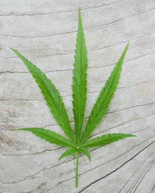 Marihuana yaprağı: Ahşap zeminde kenevir yaprağı. Antioksidan bileşikleri ve önemli mineraller içerir. 