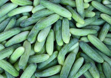 Salatalık arka planında salatalık hasadı. Salata için sebze; tarlada taze salatalık.