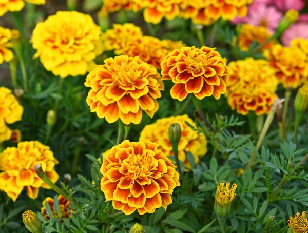 Goudsbloem Bloei Oranjegele Bos Bloemen Groene Bladeren Kleine Struik — Stockfoto