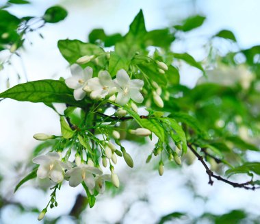 Beyaz wrightia dininden güzel bir demet Benth çiçeği yakın plan