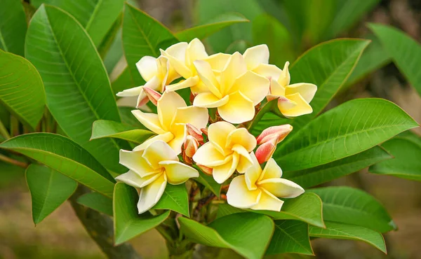 Plumeria Flower Plumeria Flower Garden Nature Background Flower Hawai Calm — ストック写真