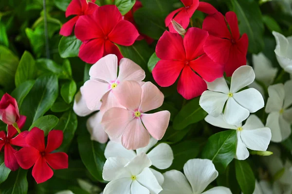 Catharanthus Roseus Tai Vinca Kukka Punainen Valkoinen Violetti Vinca Kukka — kuvapankkivalokuva