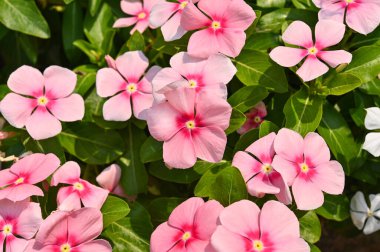 Catharanthus Roseus veya Vinca çiçeği, Pembe, beyaz Vinca çiçeği bahçede.