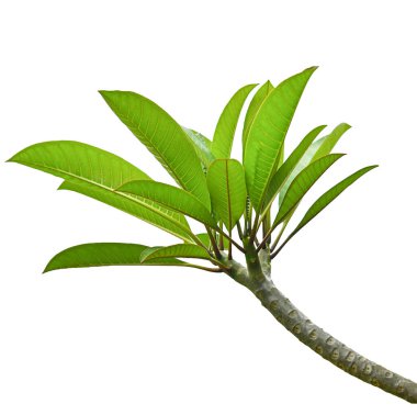 Beyaz arkaplanda Plumeria (frangipani) yaprağı ve dalı izole edildi .