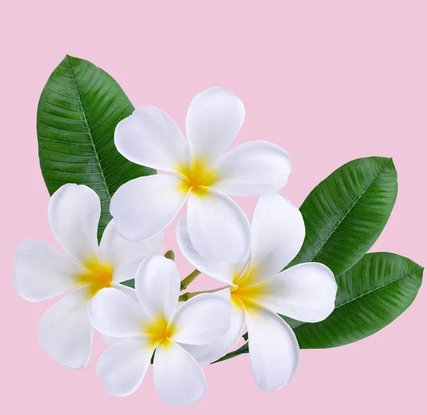 Plumeria, pembe arka planda izole edilmiş frangipani çiçekleri. Anne ve kız stili için pembe